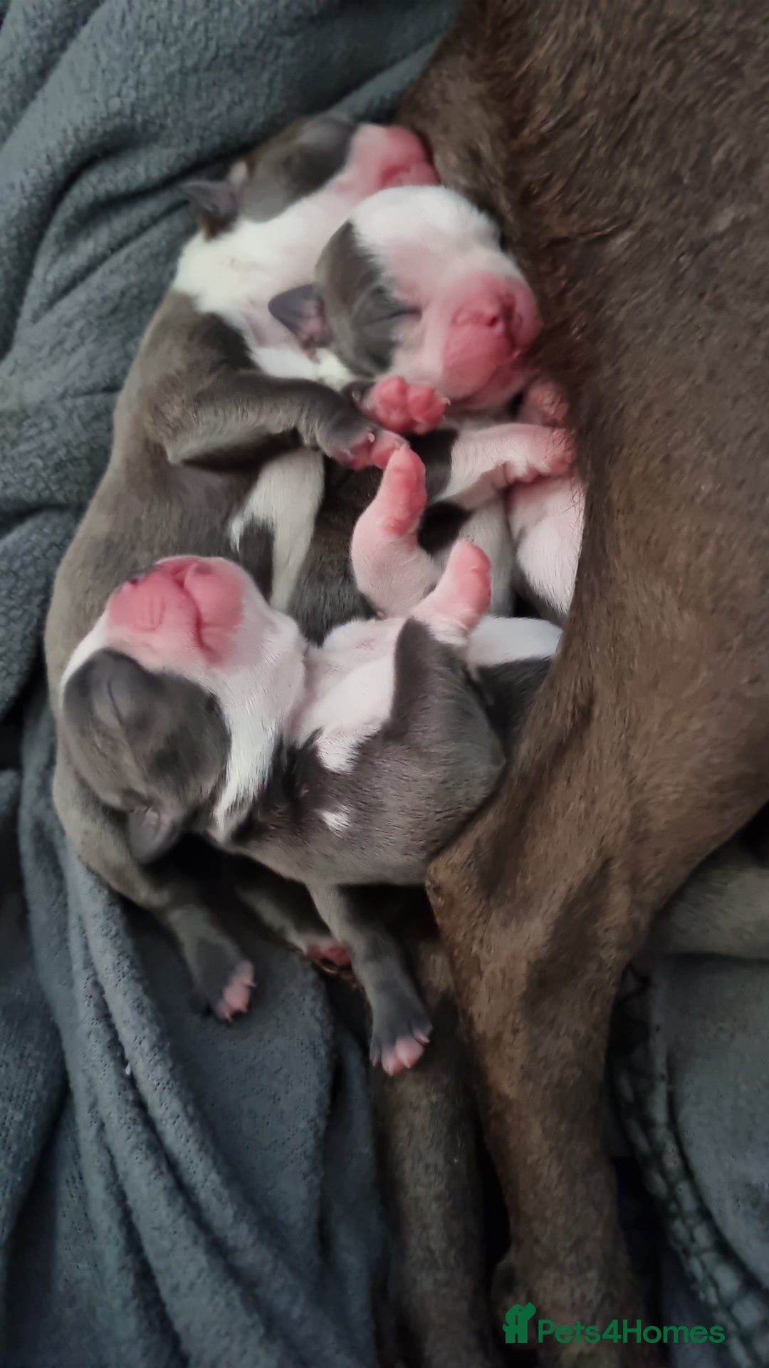 Boston Terrier dogs for sale: Outstanding Blue/Champagne Boston pups - Image 2
