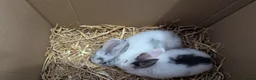 Mixed Breed rabbits for sale: 2 X Baby Rabbits (Lop) in Southampton - Advert 3