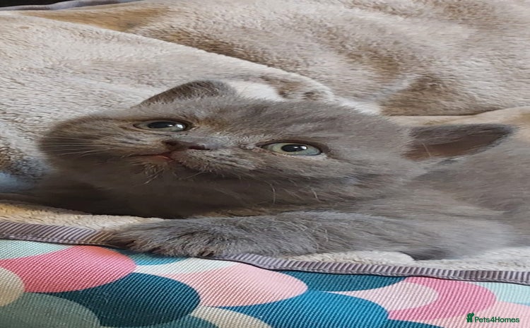 British Shorthair cats - Advert 1
