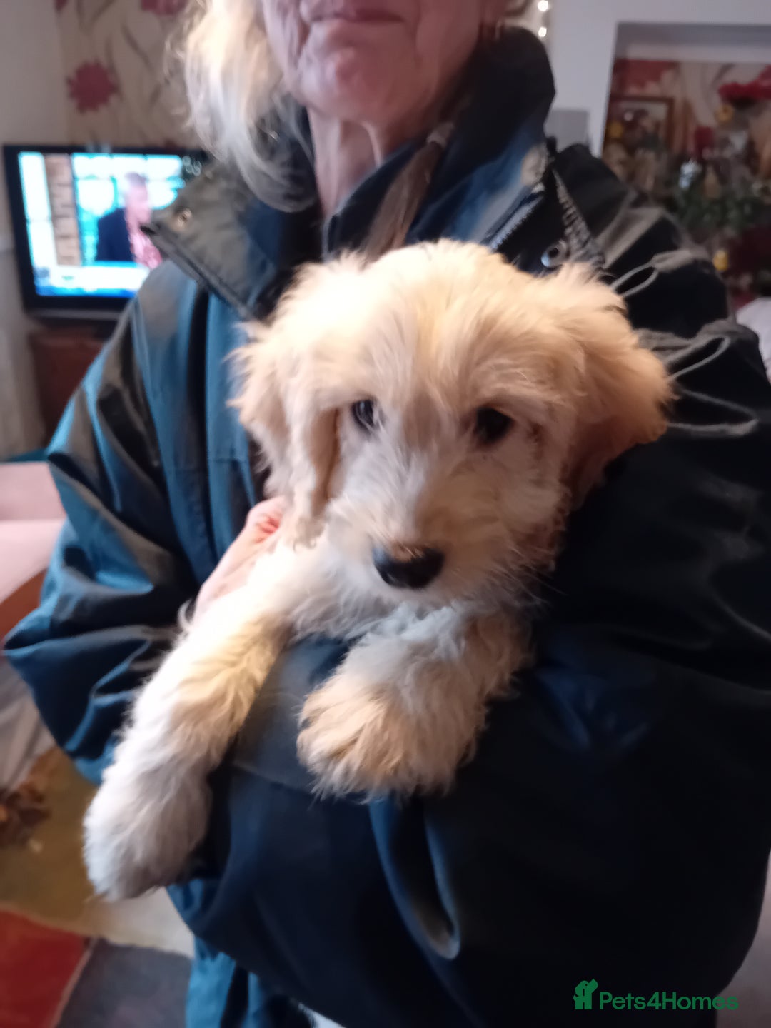 Cockapoo dogs for sale: Cocker × Cockapoo  - Advert 16