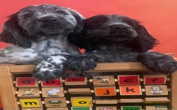 Cocker Spaniel dogs for sale:  2 Beautiful working cocker spaniel pups for sale. - Image 8