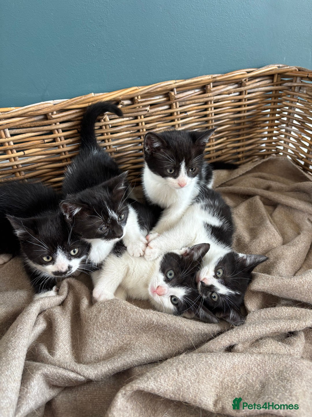 Domestic Shorthair cats for sale: Adorable, friendly playful bicolour kittens - Image 10