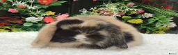 Mini Lop rabbits for sale: Mini lop doe - Advert 4