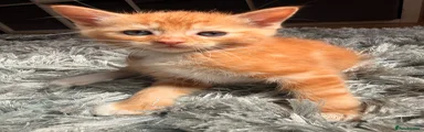 Mixed Breed Kitten 2