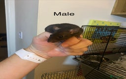 Rat rodents for sale: Baby Rats Male & Female - Image 6