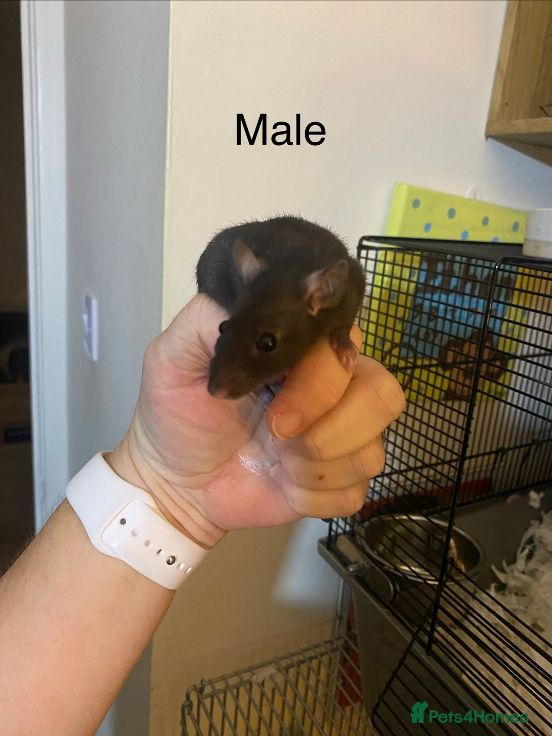 Rat rodents for sale: Baby Rats Male & Female - Image 6