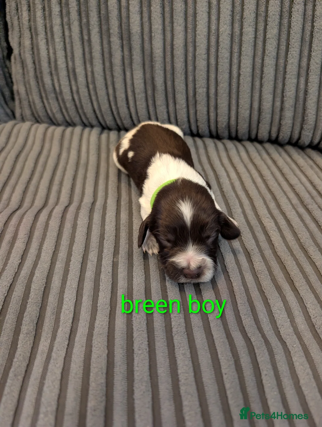 Cocker Spaniel dogs for sale: Working cocker spaniel puppies  - Advert 7