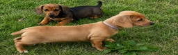 Miniature Dachshund dogs for sale: 🐾 Mini Dachshund Puppies – Ready Now 🐾 - Advert 2