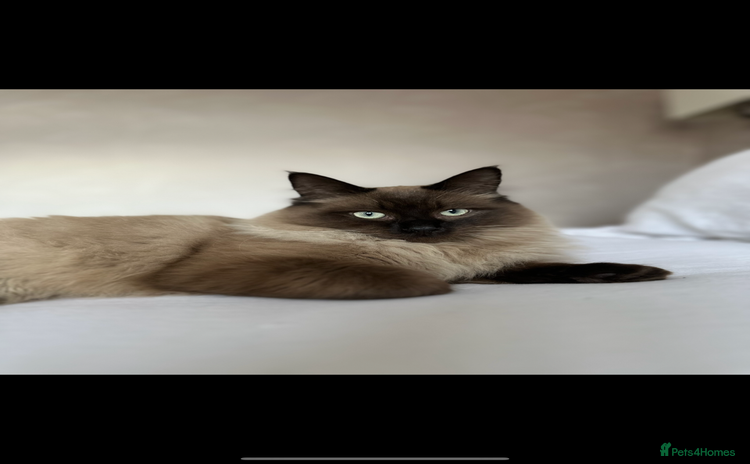 Ragdoll cats - Advert 1