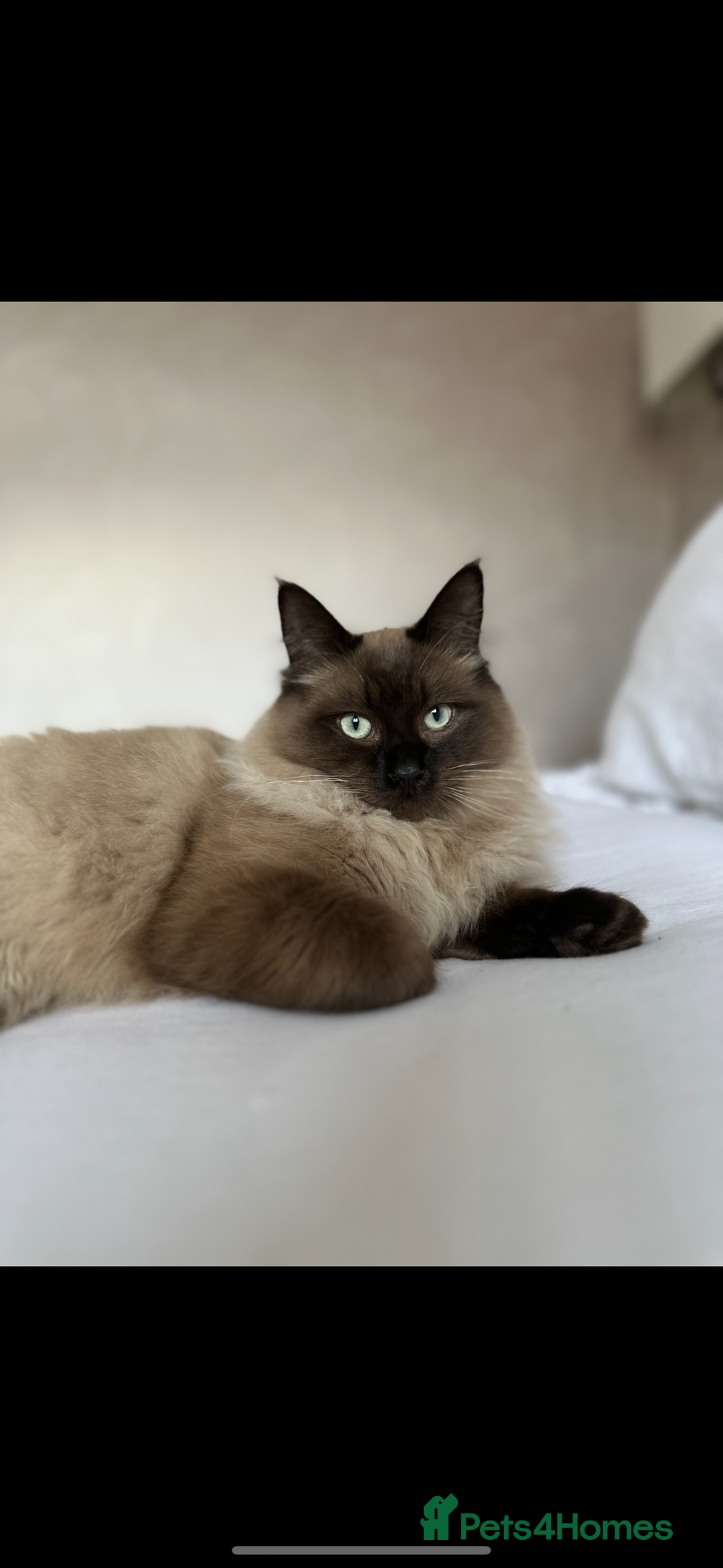 Ragdoll cats for sale: Ragdoll for sale - Image 1