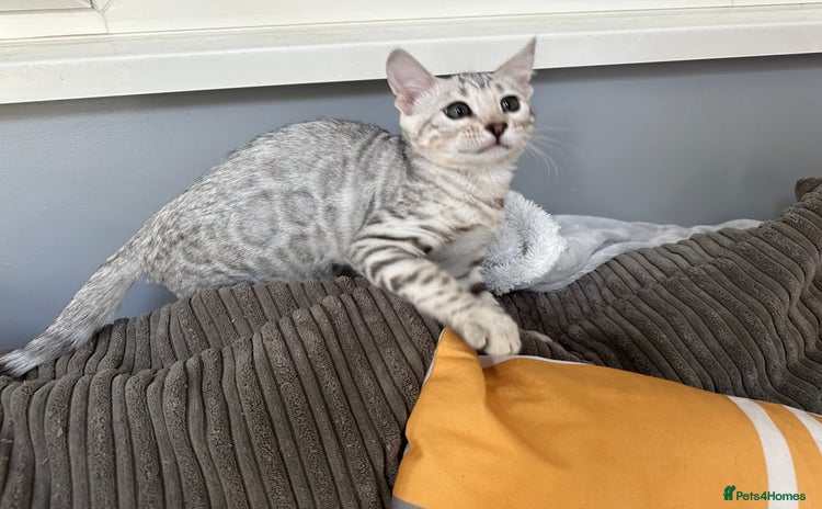 Bengal cats - Advert 3