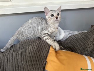 Bengal cats - Advert 29