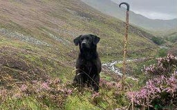 Labrador Retriever dogs for sale: Drakeshead Labrador Puppies in Wadebridge - Image 12