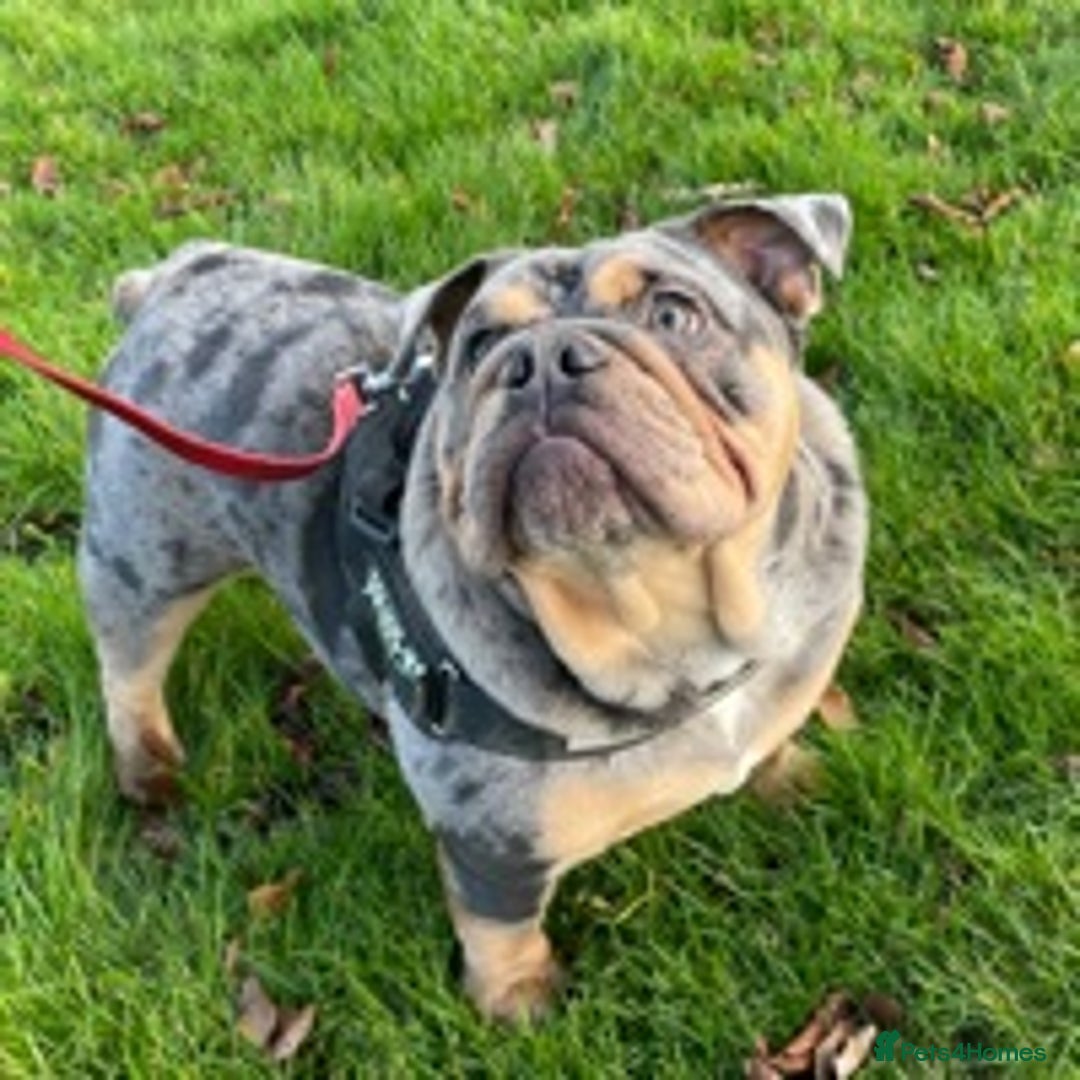 English Bulldog dogs for stud: 💥MARLO BLUE MERLE ENGLISH BULLDOG STUD💥 in Liverpool - Image 3