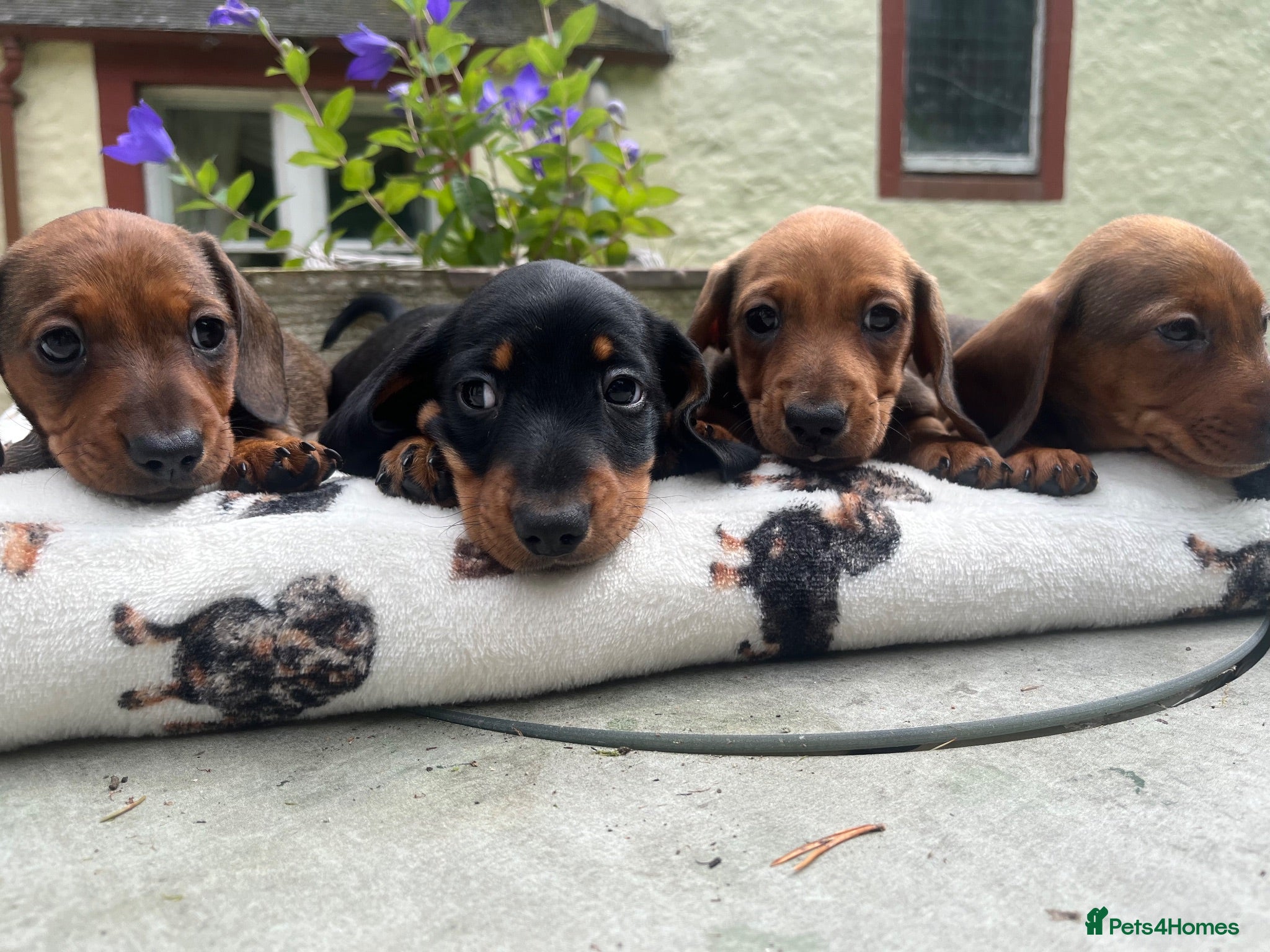Miniature Dachshund dogs Dachshund-mini smooth - Advert 6
