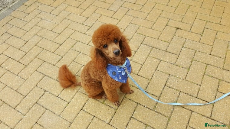 Miniature Poodle dogs Red K.C miniature poodle stud. health tested clear - Advert 1