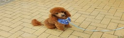 Miniature Poodle dogs for stud: Red K.C miniature poodle stud. health tested clear - Advert 1