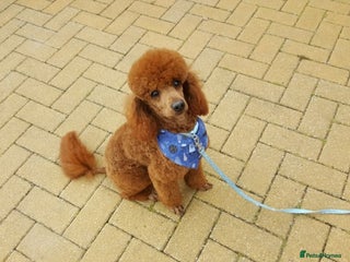 Miniature Poodle dogs - Advert 8