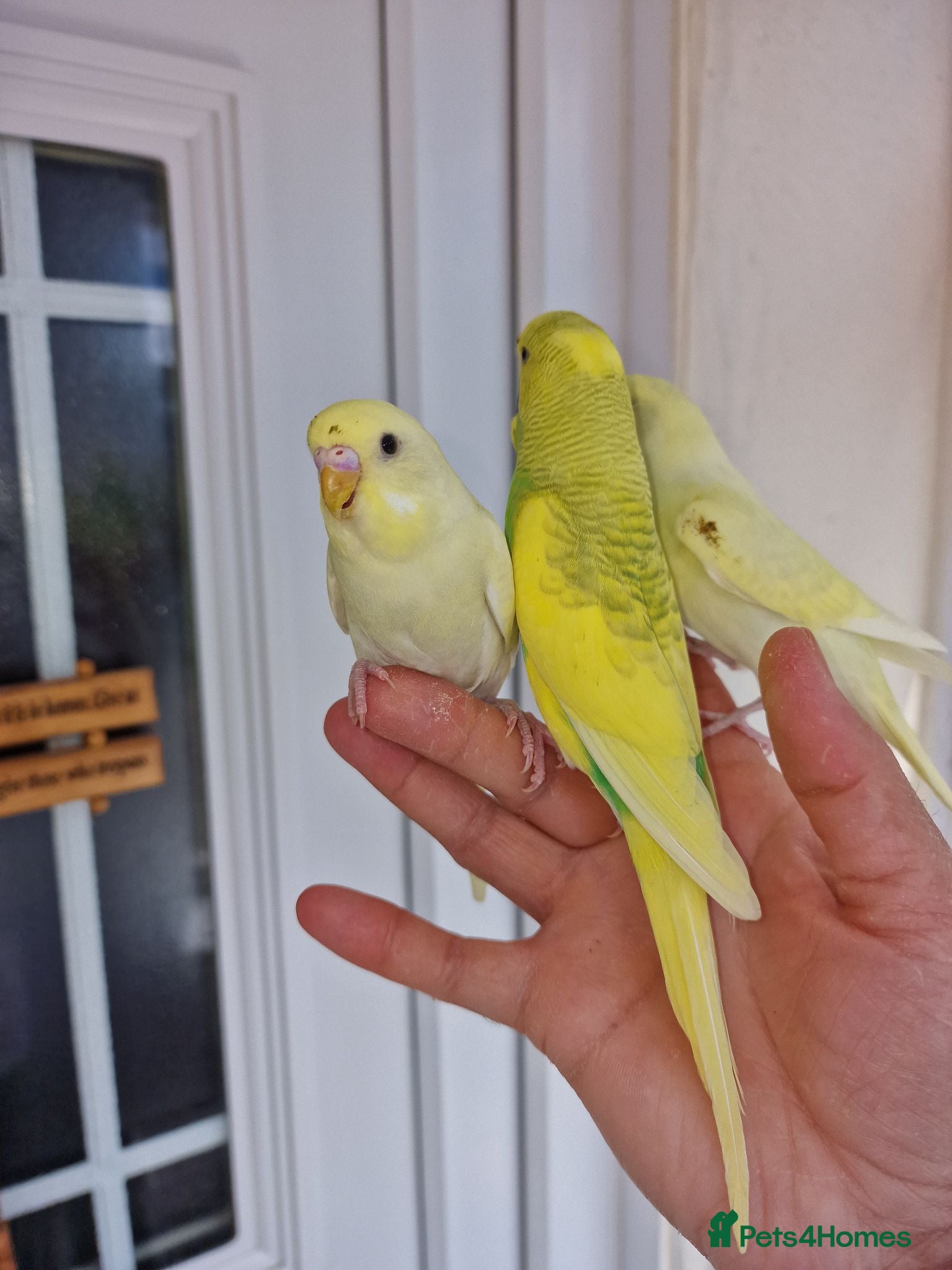 Budgerigars birds Super silly hand tamed baby budgies  - Advert 22