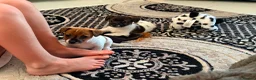 Jack Russell dogs for sale: Stunning jackrussel puppies! - Advert 5
