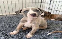 Whippet dogs for sale: Beautiful pedigree whippet puppies  - Image 18