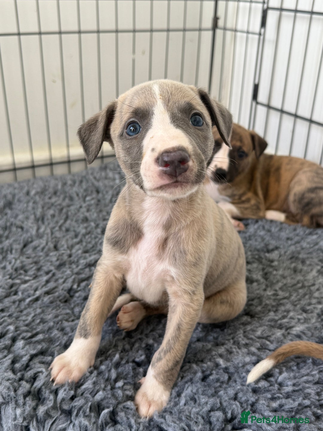 Whippet dogs for sale: Beautiful pedigree whippet puppies  - Image 18