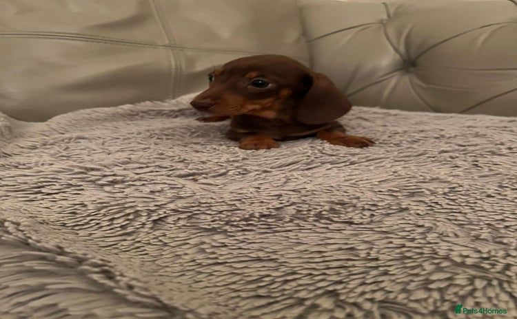 Dachshund dogs - Advert 1