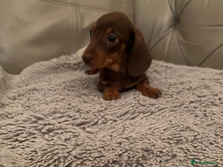 Dachshund dogs - Advert 4