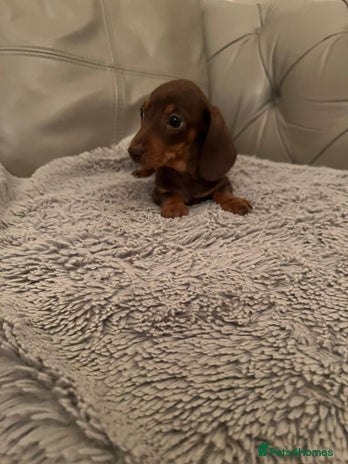 Dachshund dogs - Advert 10