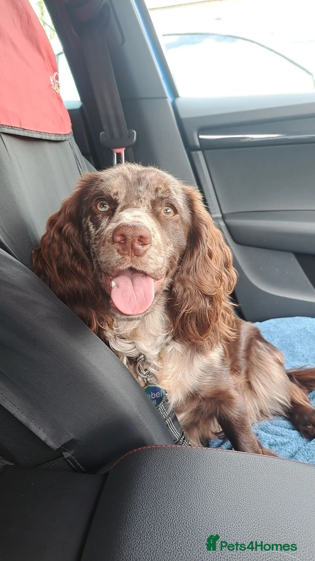 Cocker Spaniel dogs for sale: 14 month female cocker spaniel  in Cleator Moor - Advert 1