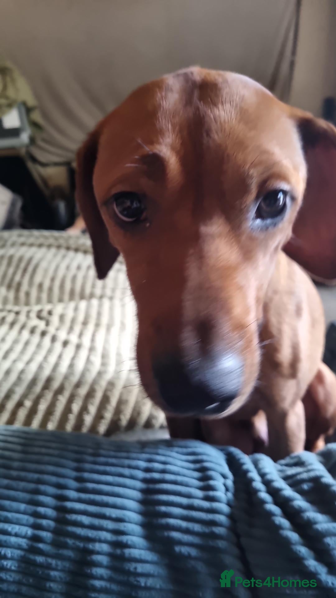 Rhodesian Ridgeback dogs for sale: RHODESIAN RIDGEBACKS PUPPIES  - Advert 4