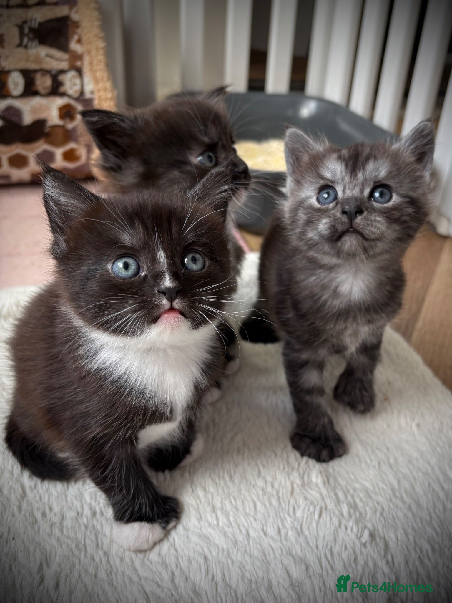 Maine Coon cats Polydactyl Maine coon kittens  - Advert 3