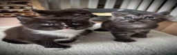 Maine Coon cats for sale: 🐾LAST KITTEN🐾 Polydactyl kittens  - Advert 13