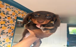 Miniature Dachshund dogs for sale: *LAST BOY* Mini longhaired dachshunds❤️ - Image 1