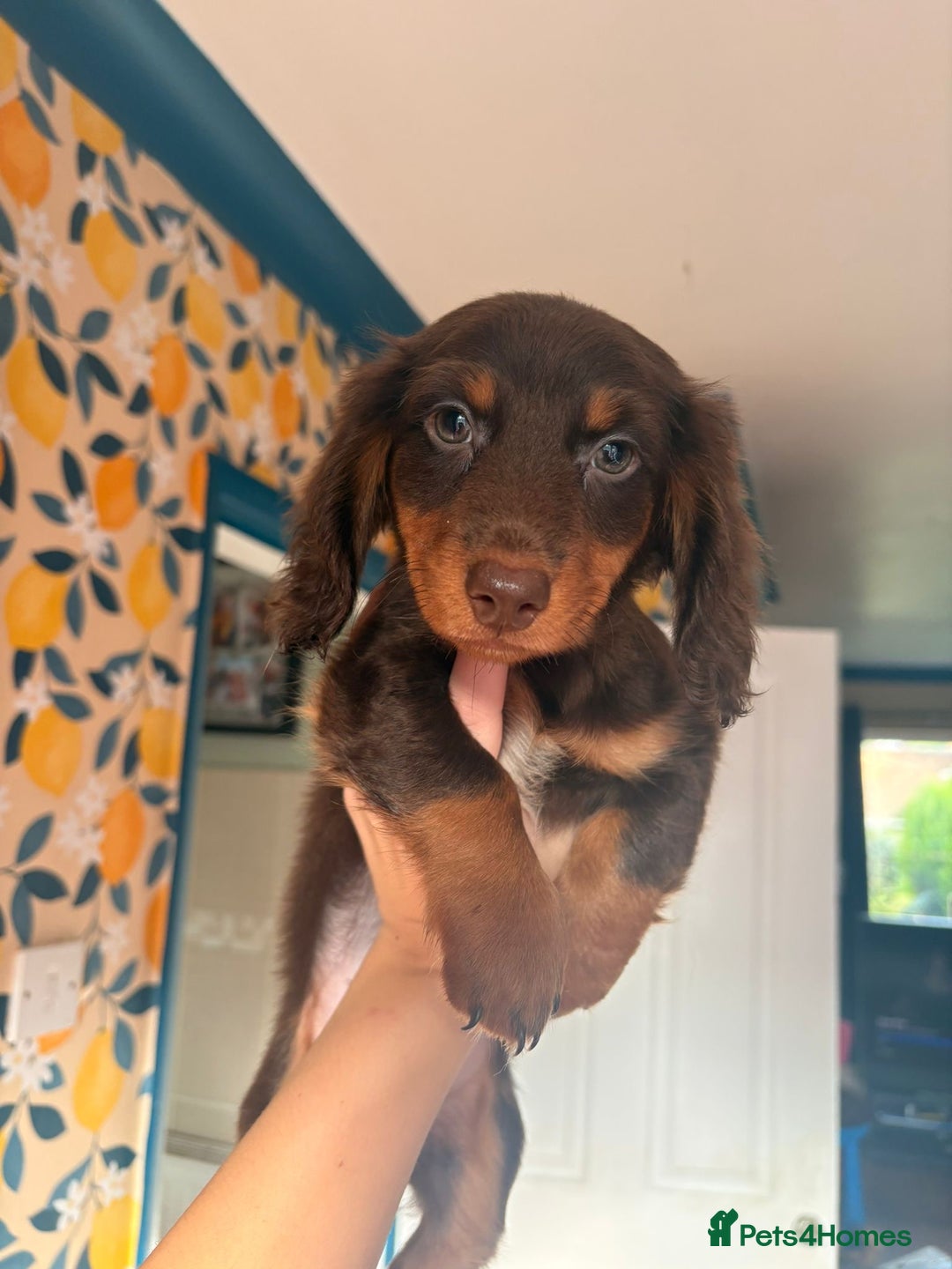 Miniature Dachshund dogs for sale: *LAST BOY* Mini longhaired dachshunds❤️ - Image 1