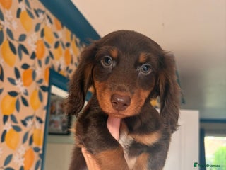 Miniature Dachshund dogs - Advert 2