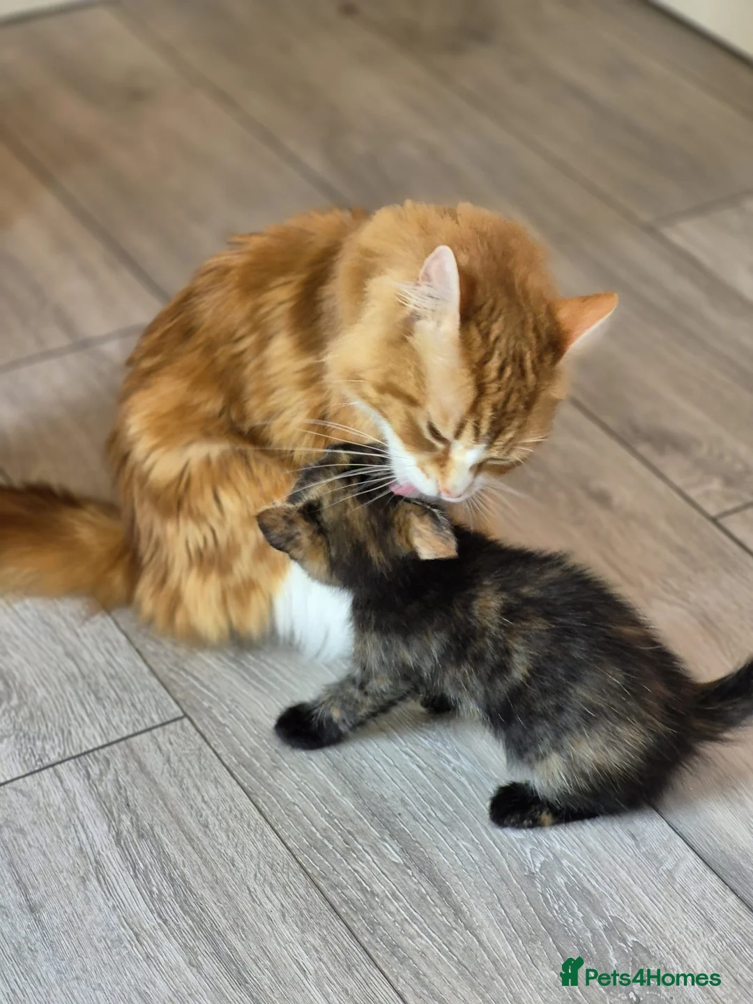 Mixed Breed cats for sale: 4 female kittens available - Advert 2