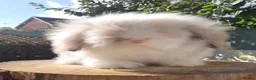 Angora rabbits for sale:  Super fluffy baby teddywidders   - Advert 3