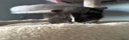 Mixed Breed cats for sale: Long‑Haired Ragdoll Cross Tortoiseshell Kittens - Advert 18