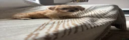 Cavachon dogs for sale: 🐶 apricot  cavapoochon puppies ready to leave 🐶  - Advert 7