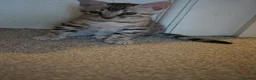 Bengal cats for sale: 2 Tica Registered male Bengal kittens for sale  in Windsor - Advert 22