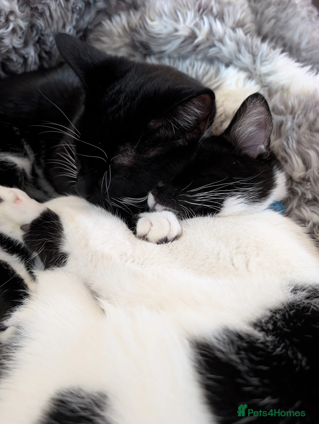 Mixed Breed cats for sale: 2 x Male 7 month old Kittens - Advert 6