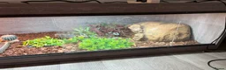 Tortoise reptiles for sale: Red footed tortoise  - Advert 9