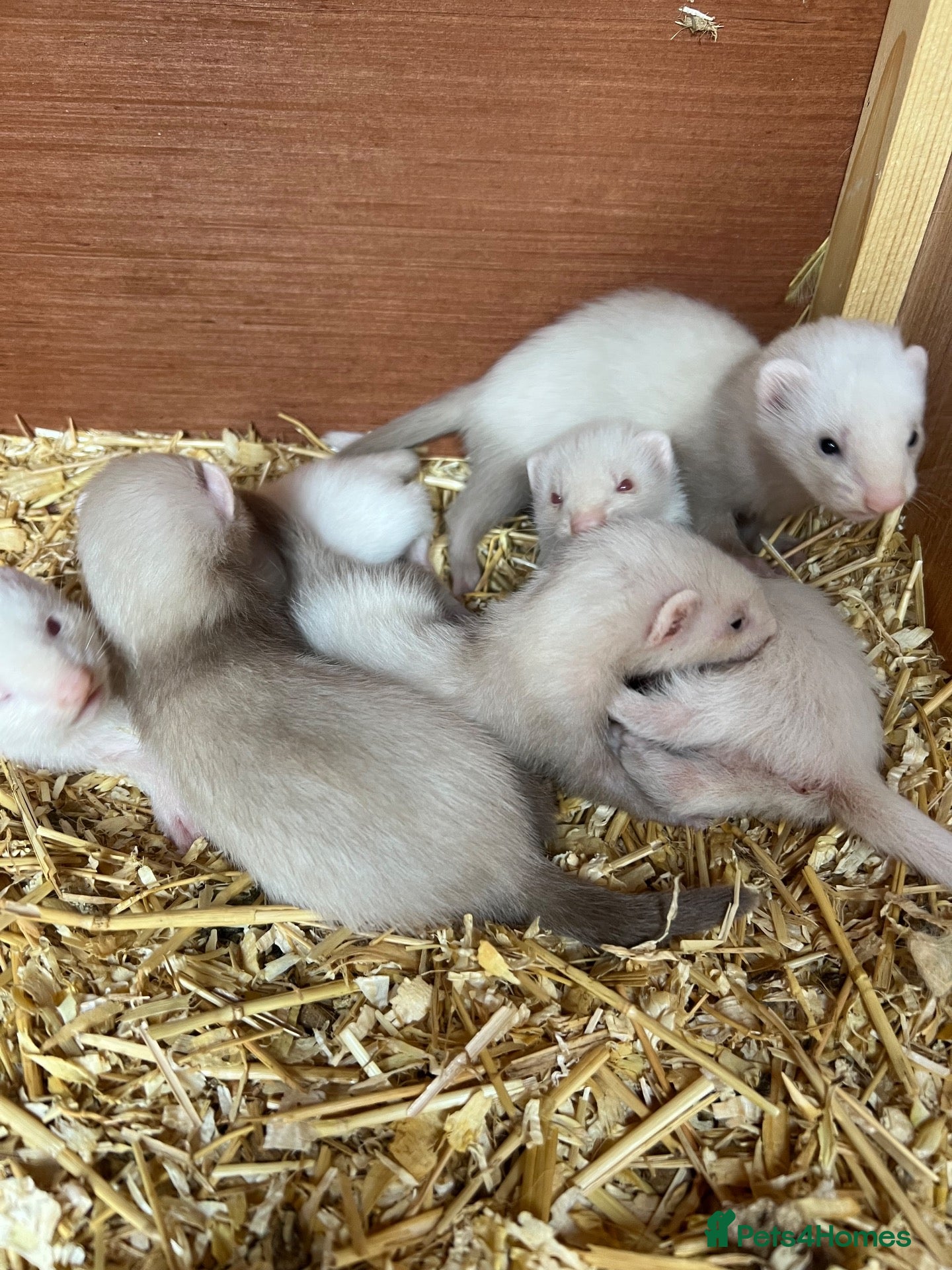 Ferret rodents Ferrets (kits)  - Advert 2