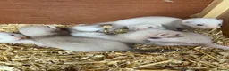 Ferret rodents for sale: Ferrets (kits)  - Advert 2