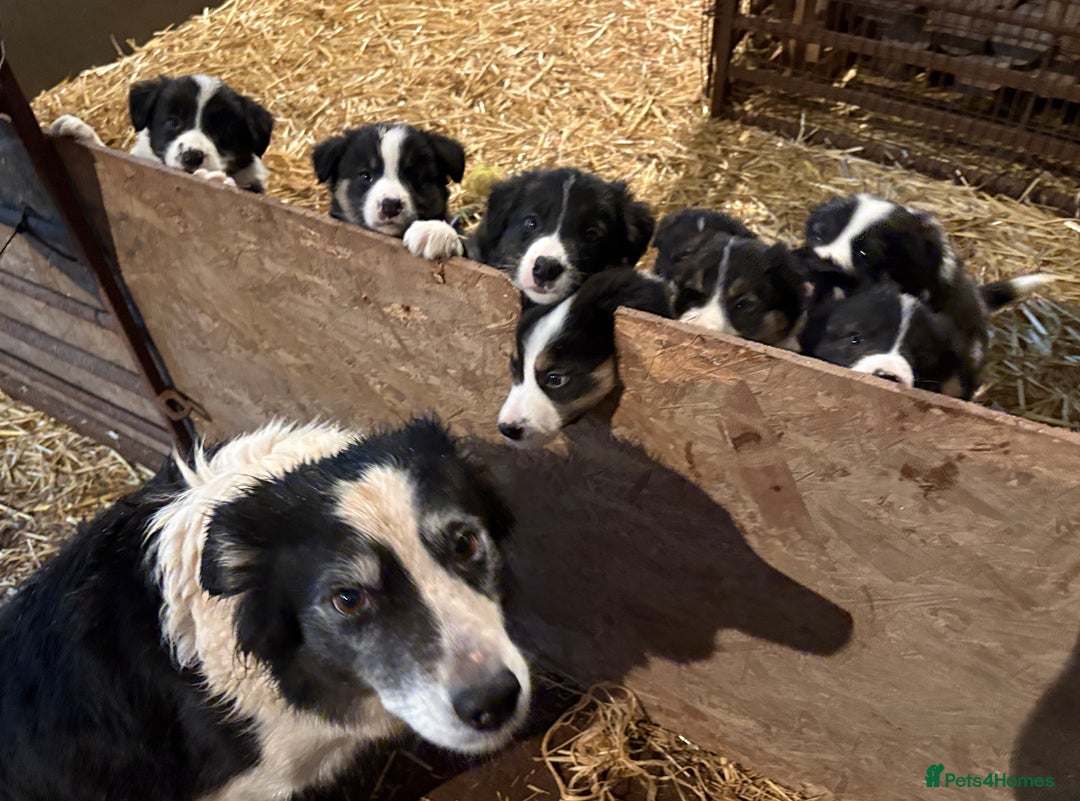 Border Collie dogs for sale: Beautiful Collie Pups - Ready for  **  - £895 - Advert 16