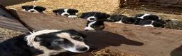 Border Collie dogs for sale: Beautiful Collie Pups - Ready for  **  - £895 - Advert 7