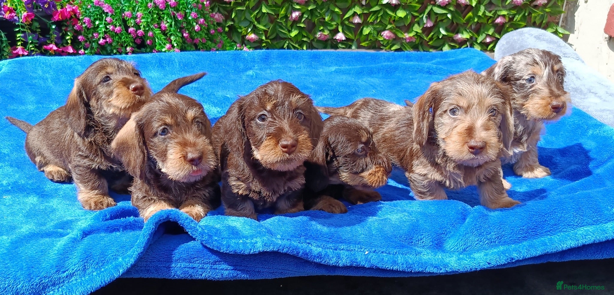 Miniature Dachshund dogs QUAILTY MINI WIRES KC REG PRA LAFORA CLEAR - Advert 1