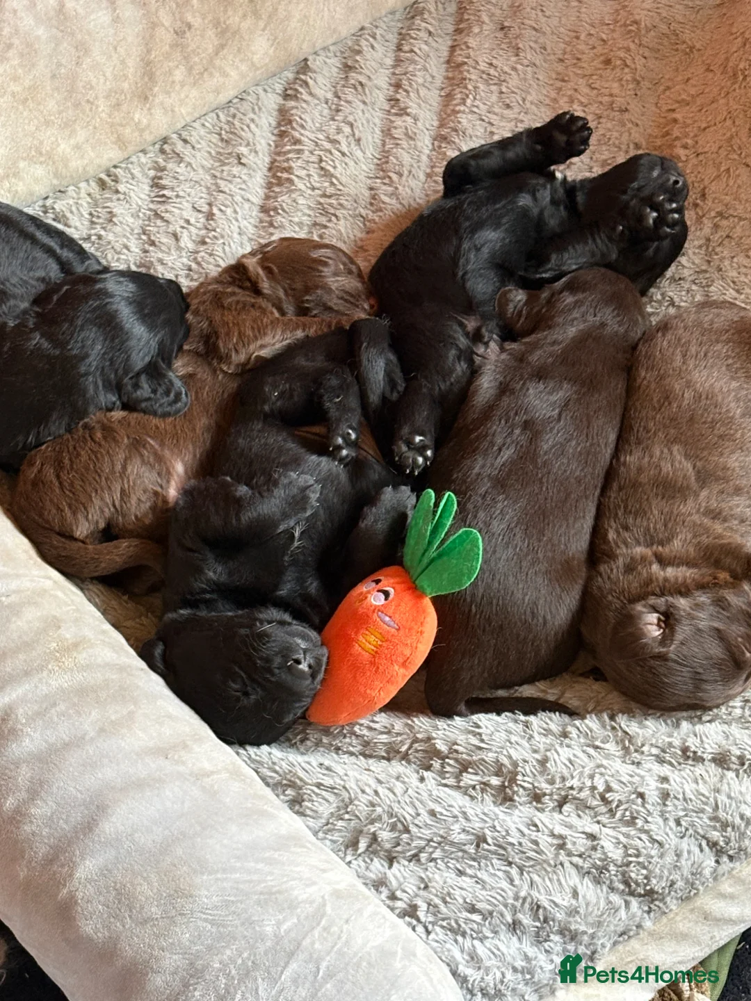 Labradoodle dogs for sale: Labradoodles puppy’s for sale  - Advert 1