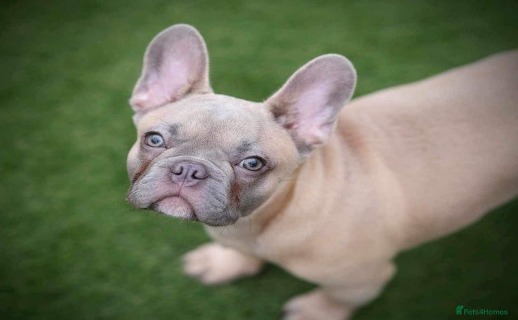 French Bulldog dogs - Advert 5
